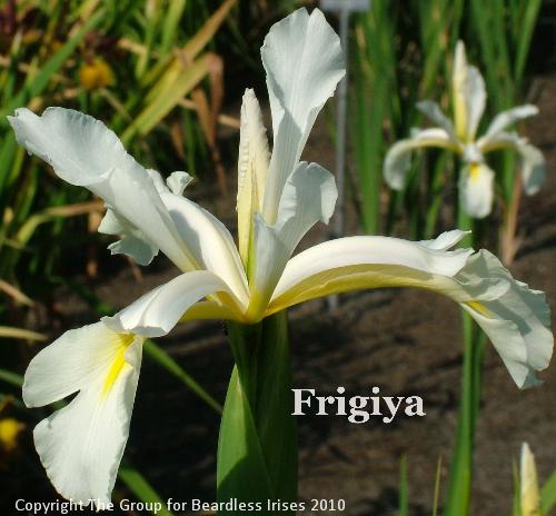 Frigiya (1)